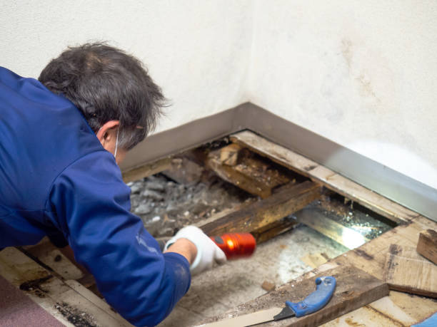Best Attic Mold Removal  in Abbotsford, WI