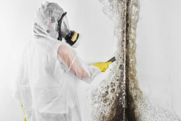 Professional Mold Removal in Abbotsford, WI