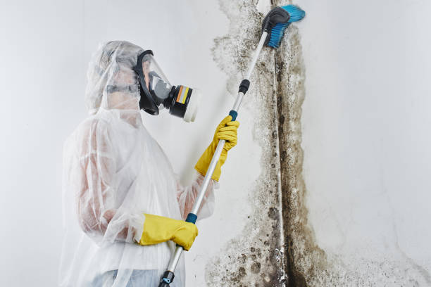 Best Attic Mold Removal  in Abbotsford, WI