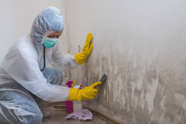 Best Best Mold Removal Companies  in Abbotsford, WI