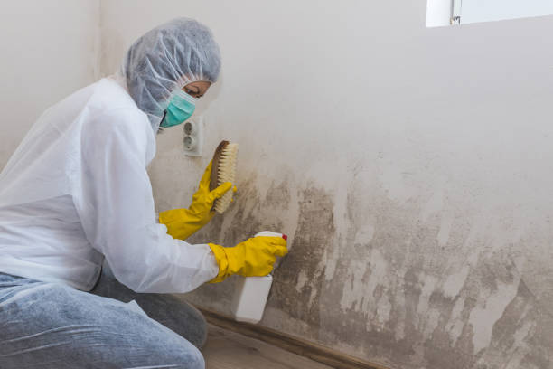 Best Mold Removal Company Near Me  in Abbotsford, WI