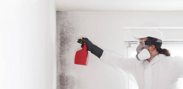 Best Mold Damage Repair  in Abbotsford, WI