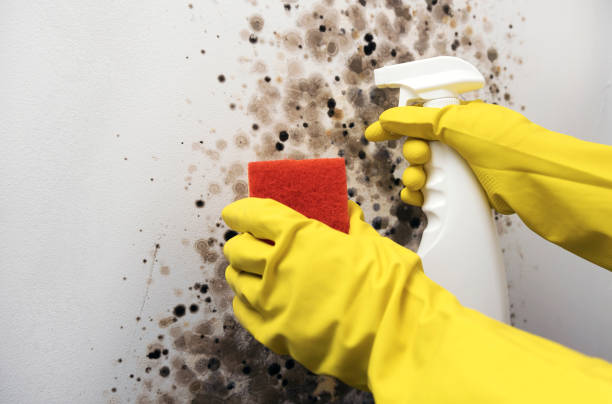 Mold Testing and Removal in Abbotsford, WI