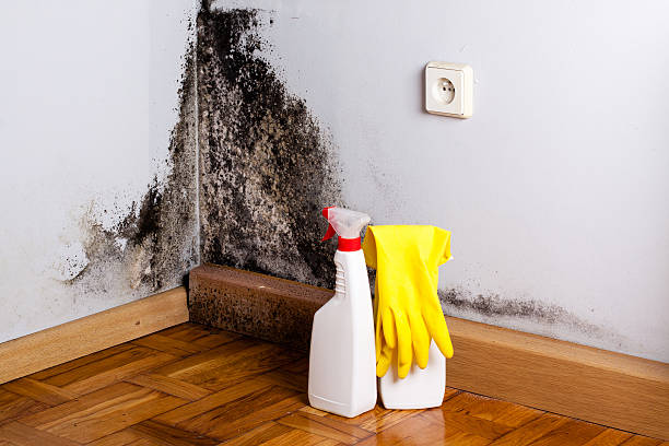 Best Commercial Mold Removal  in Abbotsford, WI